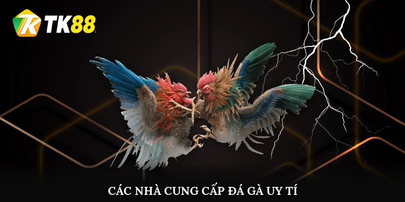 Các nhà cung cấp đá gà uy tín hàng đầu