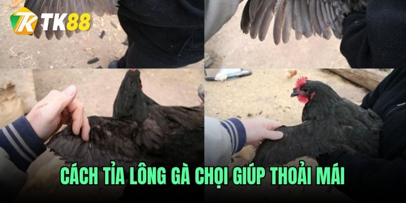 Cách tỉa lông gà chọi giúp thoải mái