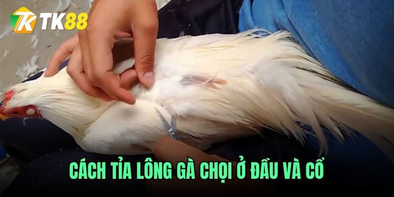 Cách tỉa lông gà chọi ở đầu và cổ