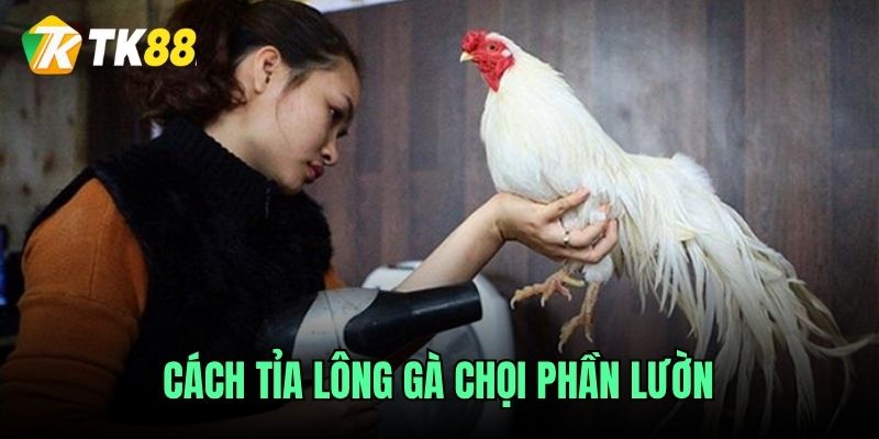 Cách tỉa lông gà chọi phần lườn