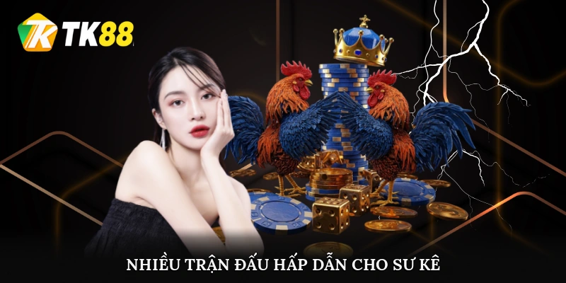 Nhiều trận đấu hấp dẫn cho sư kê