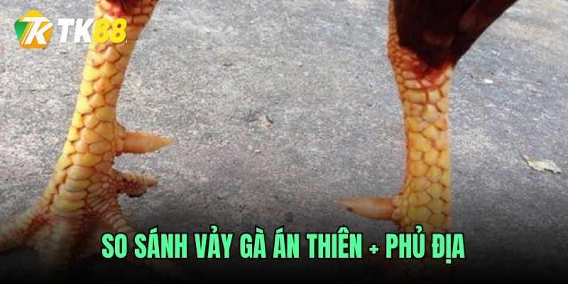 Phân biệt vảy gà án thiên và phủ địa