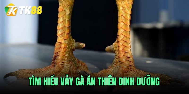 Hướng dẫn chăm sóc gà vảy án thiên