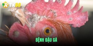 Benh-dau-ga