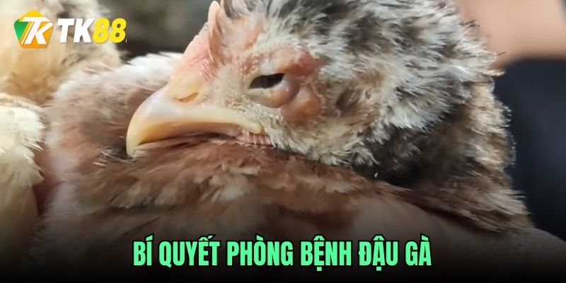 Bí quyết phòng bệnh đậu gà