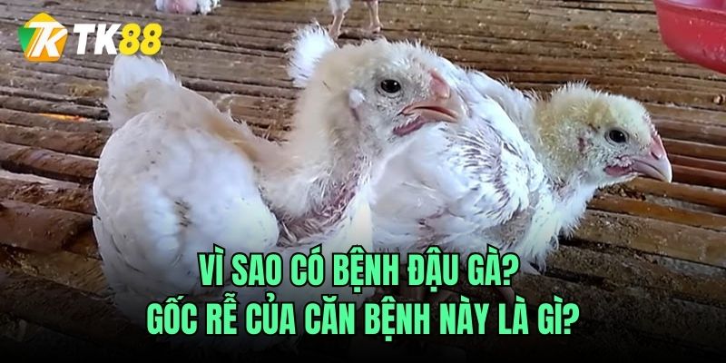 Vì sao có bệnh đậu gà? Gốc rễ của căn bệnh này là gì?