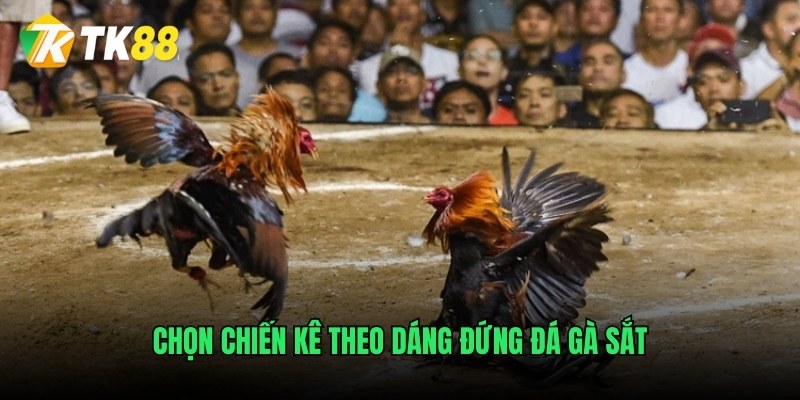Chọn chiến kê theo dáng đứng đá gà sắt