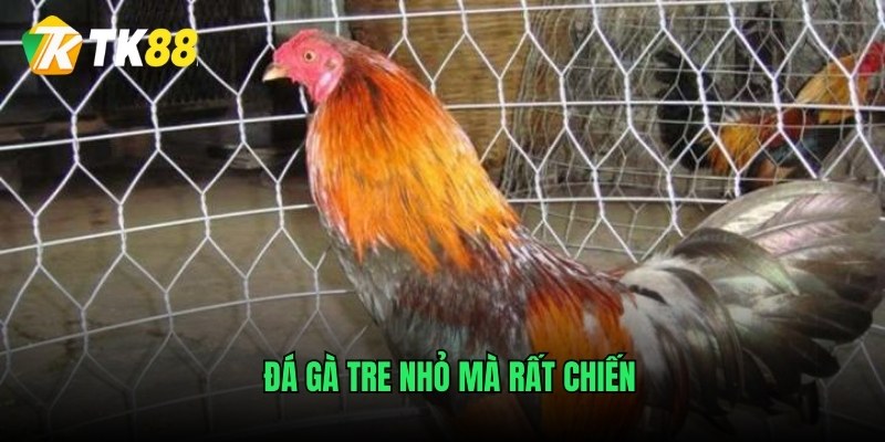 Đá gà tre nhỏ mà rất chiến